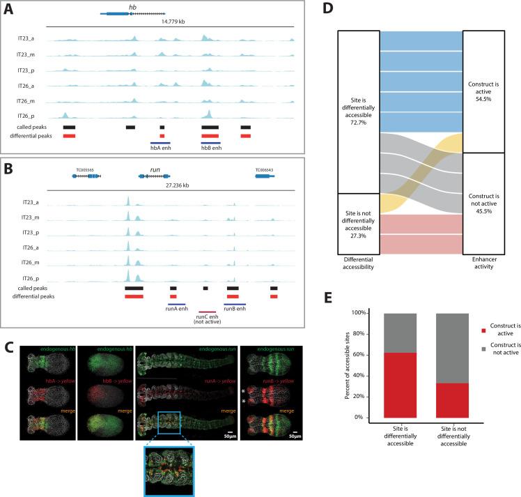 https://cdn.ncbi.nlm.nih.gov/pmc/blobs/457d/10368423/87302f8cdb76/elife-84969-fig4.jpg