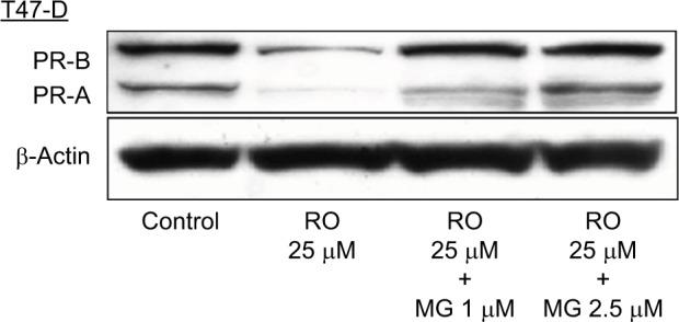 https://cdn.ncbi.nlm.nih.gov/pmc/blobs/457e/5511027/dae7681a3530/bctt-9-487Fig3.jpg