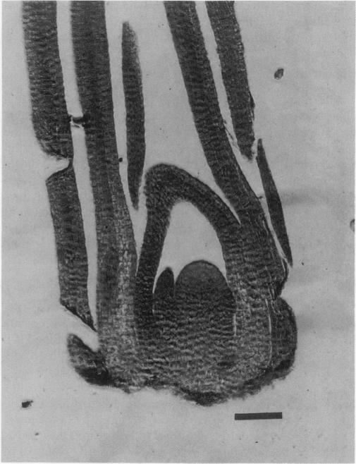https://cdn.ncbi.nlm.nih.gov/pmc/blobs/457f/1077548/69adfed223fe/plntphys00815-0095-a.jpg