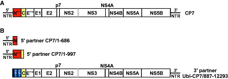 https://cdn.ncbi.nlm.nih.gov/pmc/blobs/4584/5381556/9dff4913e9db/evx046f1p.jpg
