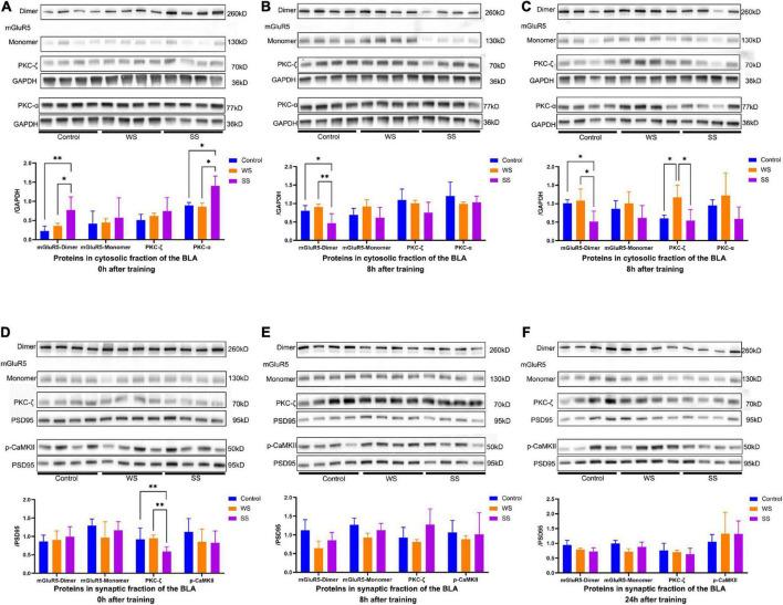 https://cdn.ncbi.nlm.nih.gov/pmc/blobs/4584/9986332/2c73a2eefc9a/fnbeh-17-1072642-g004.jpg
