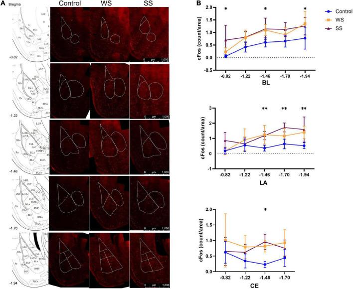 https://cdn.ncbi.nlm.nih.gov/pmc/blobs/4584/9986332/d966e021b3b2/fnbeh-17-1072642-g002.jpg