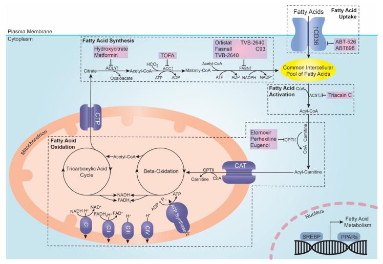 https://cdn.ncbi.nlm.nih.gov/pmc/blobs/4590/9031151/c711b211d1bf/metabolites-12-00350-g001.jpg