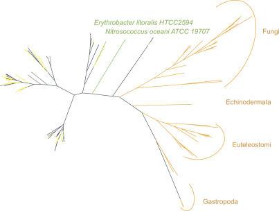 https://cdn.ncbi.nlm.nih.gov/pmc/blobs/4597/1821046/64c889cf3db7/pbio.0050016.g006.jpg