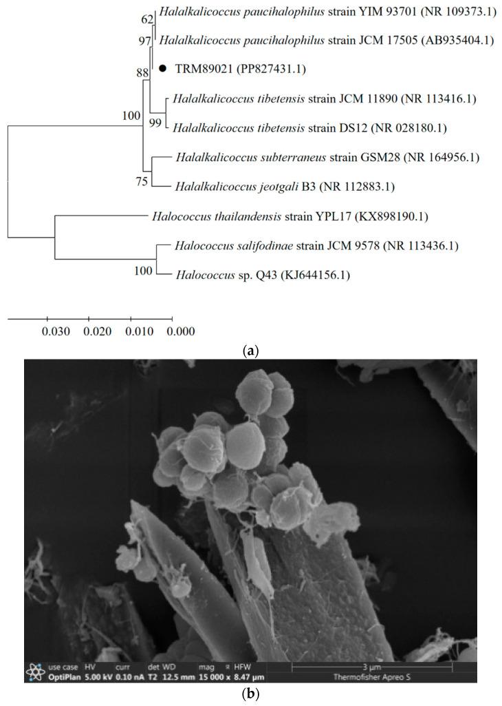 https://cdn.ncbi.nlm.nih.gov/pmc/blobs/4598/11640664/224ee3adb293/animals-14-03470-g001.jpg