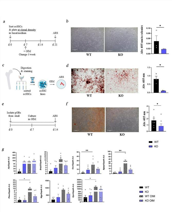 https://cdn.ncbi.nlm.nih.gov/pmc/blobs/4599/11227705/e53efef1a519/13287_2024_3803_Fig4_HTML.jpg