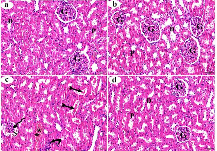 https://cdn.ncbi.nlm.nih.gov/pmc/blobs/45a1/12186331/41b8874a3532/40360_2025_953_Fig5_HTML.jpg