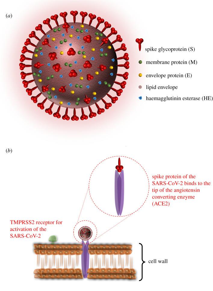 https://cdn.ncbi.nlm.nih.gov/pmc/blobs/45aa/7879773/b6dfb56ad292/rsif20200798-g3.jpg