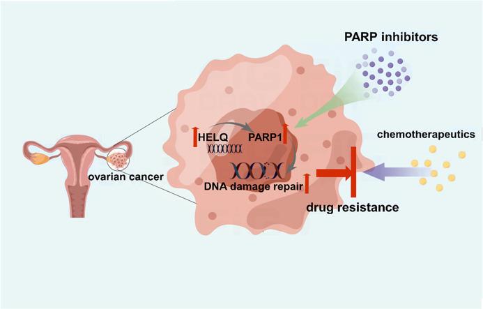https://cdn.ncbi.nlm.nih.gov/pmc/blobs/45ab/12143799/5d92917fd872/ga1.jpg