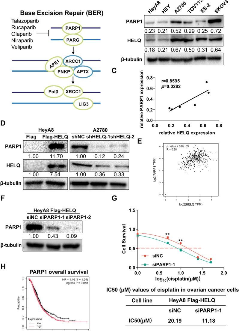 https://cdn.ncbi.nlm.nih.gov/pmc/blobs/45ab/12143799/ae7032e68abd/gr4.jpg