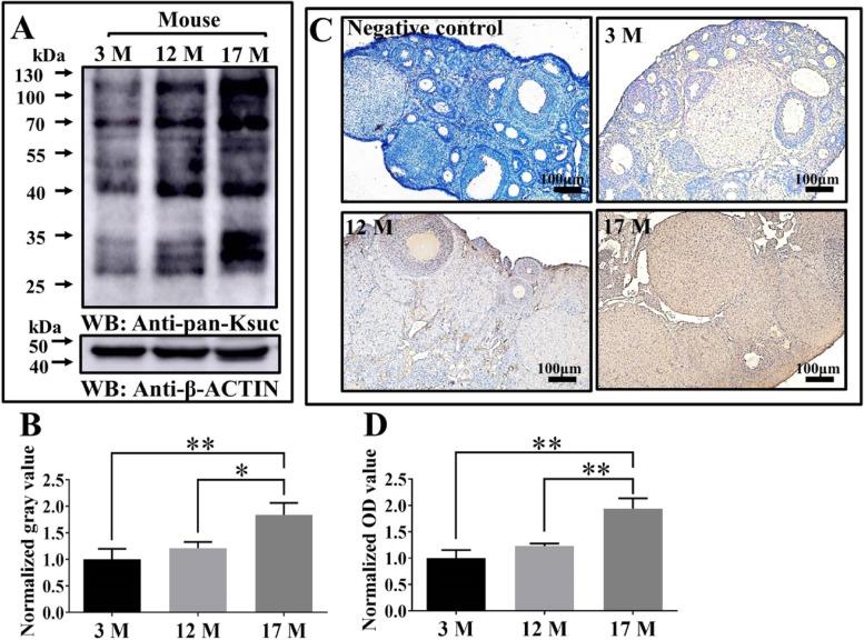 https://cdn.ncbi.nlm.nih.gov/pmc/blobs/45ae/10116721/b09145000ed8/12958_2023_1088_Fig1_HTML.jpg
