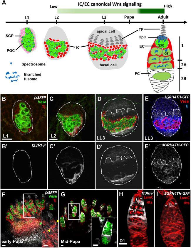 https://cdn.ncbi.nlm.nih.gov/pmc/blobs/45ae/9062081/9e05ad051dbb/fcell-10-877047-g001.jpg