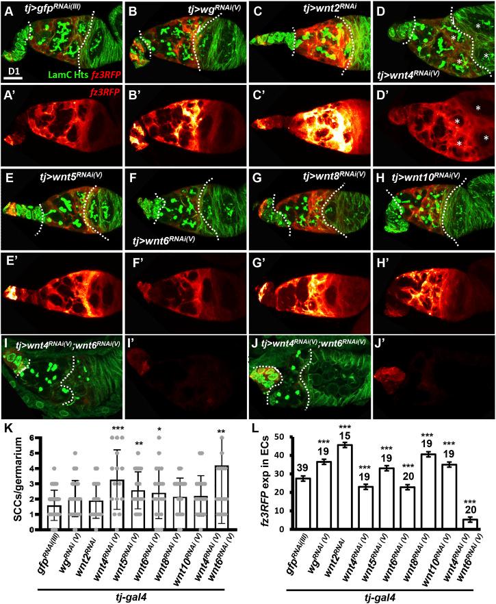 https://cdn.ncbi.nlm.nih.gov/pmc/blobs/45ae/9062081/b691e3b9105a/fcell-10-877047-g003.jpg