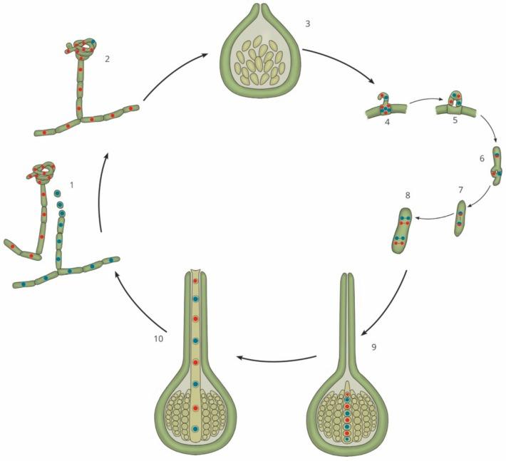 https://cdn.ncbi.nlm.nih.gov/pmc/blobs/45b0/6562746/522455155a0c/genes-10-00330-g001.jpg
