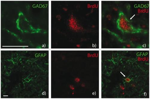 https://cdn.ncbi.nlm.nih.gov/pmc/blobs/45b2/3154899/3c6fe85999b5/pone.0022262.g003.jpg
