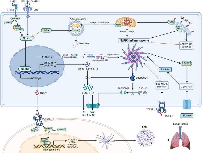 https://cdn.ncbi.nlm.nih.gov/pmc/blobs/45b3/12086142/cce59023df9b/fimmu-16-1593729-g001.jpg