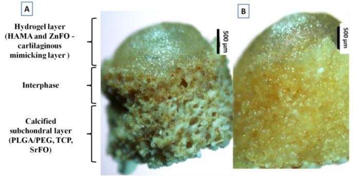 https://cdn.ncbi.nlm.nih.gov/pmc/blobs/45b3/8747647/ba26e7e86978/polymers-14-00012-g002.jpg