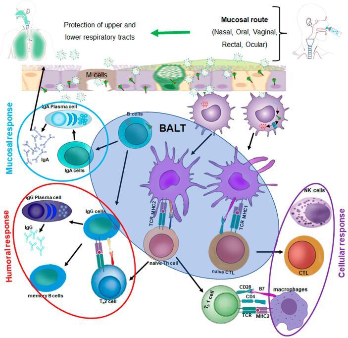 https://cdn.ncbi.nlm.nih.gov/pmc/blobs/45b7/11170481/ab6534a39286/gr4.jpg