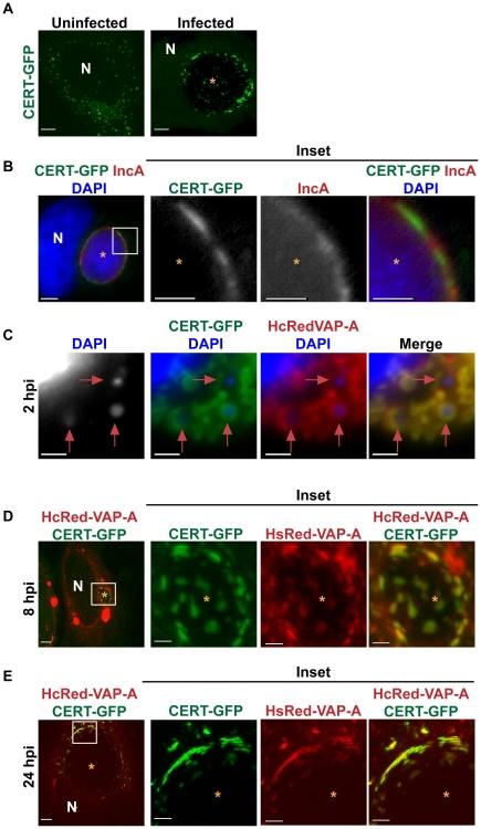https://cdn.ncbi.nlm.nih.gov/pmc/blobs/45b7/3164637/8167da0c34b0/ppat.1002198.g003.jpg