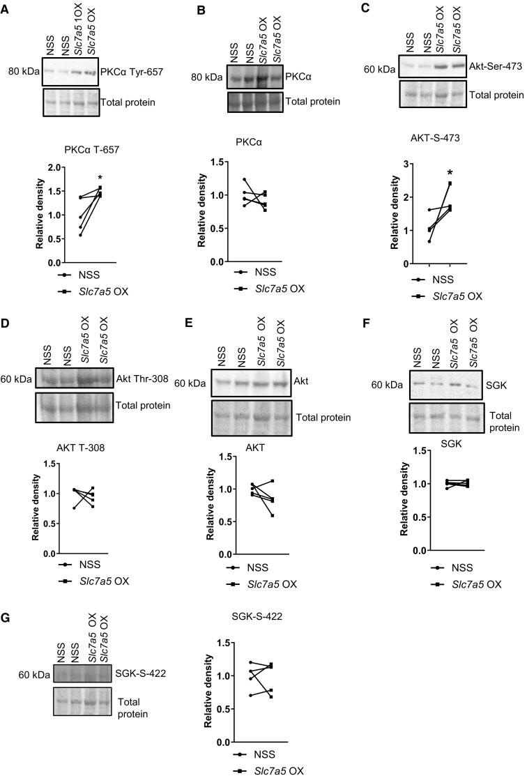https://cdn.ncbi.nlm.nih.gov/pmc/blobs/45b9/11184900/ef4e6248bd50/pgae207f6.jpg
