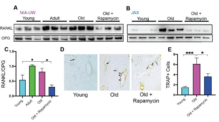 https://cdn.ncbi.nlm.nih.gov/pmc/blobs/45b9/7220376/7b09a9cecdec/elife-54318-fig3.jpg