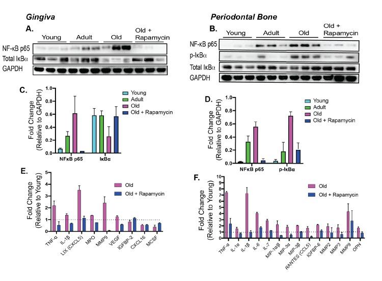 https://cdn.ncbi.nlm.nih.gov/pmc/blobs/45b9/7220376/8f8c0b7b16f9/elife-54318-fig4.jpg
