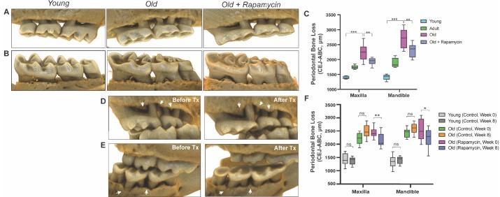 https://cdn.ncbi.nlm.nih.gov/pmc/blobs/45b9/7220376/a7ed3dddf63a/elife-54318-fig2.jpg
