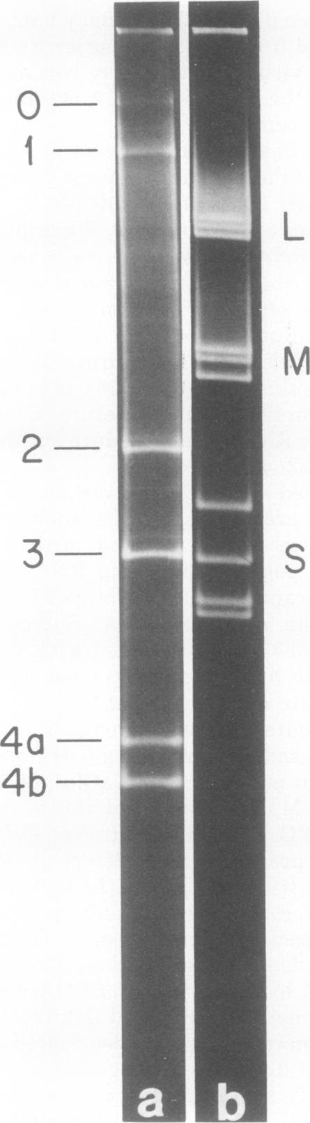 https://cdn.ncbi.nlm.nih.gov/pmc/blobs/45ba/515650/bac4665c0670/jvirol00207-0278-a.jpg