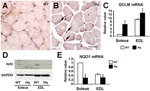 https://cdn.ncbi.nlm.nih.gov/pmc/blobs/45c2/3208607/2389adad7c6a/pone.0027283.g002.jpg