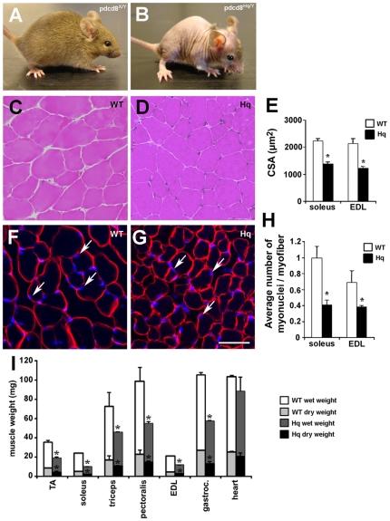 https://cdn.ncbi.nlm.nih.gov/pmc/blobs/45c2/3208607/3a2e5004bfac/pone.0027283.g001.jpg