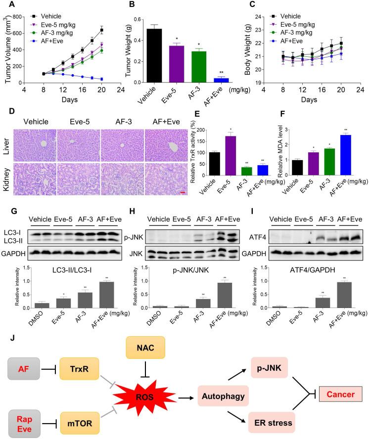 https://cdn.ncbi.nlm.nih.gov/pmc/blobs/45c3/7977446/8d8287ba9e54/thnov11p4335g011.jpg
