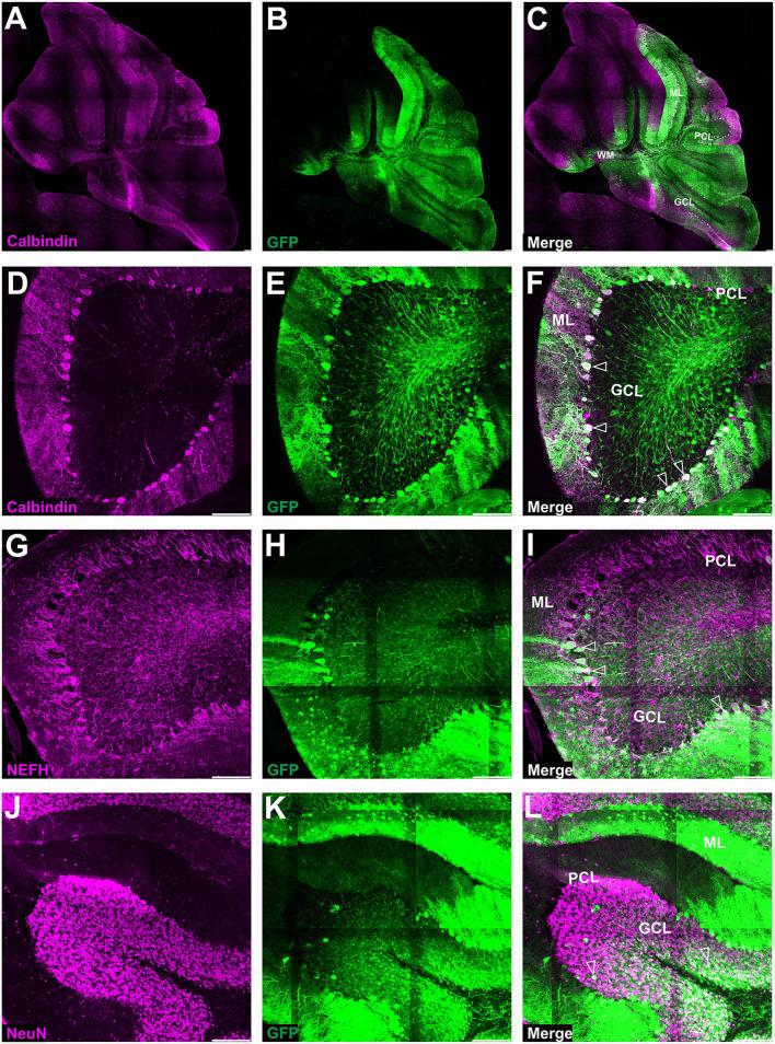 https://cdn.ncbi.nlm.nih.gov/pmc/blobs/45c3/9513253/3efccfe9003d/fnmol-15-947490-g0006.jpg