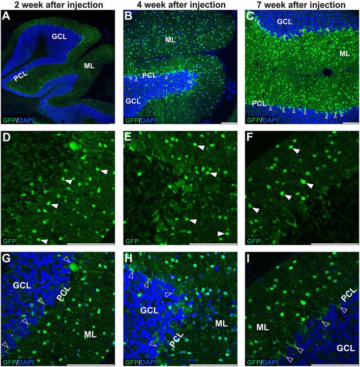 https://cdn.ncbi.nlm.nih.gov/pmc/blobs/45c3/9513253/feb54d35e6c8/fnmol-15-947490-g0001.jpg