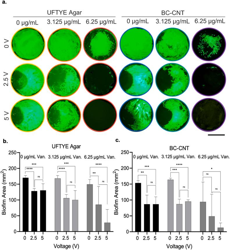 https://cdn.ncbi.nlm.nih.gov/pmc/blobs/45c7/12312064/1c0450d55bc8/gr5.jpg