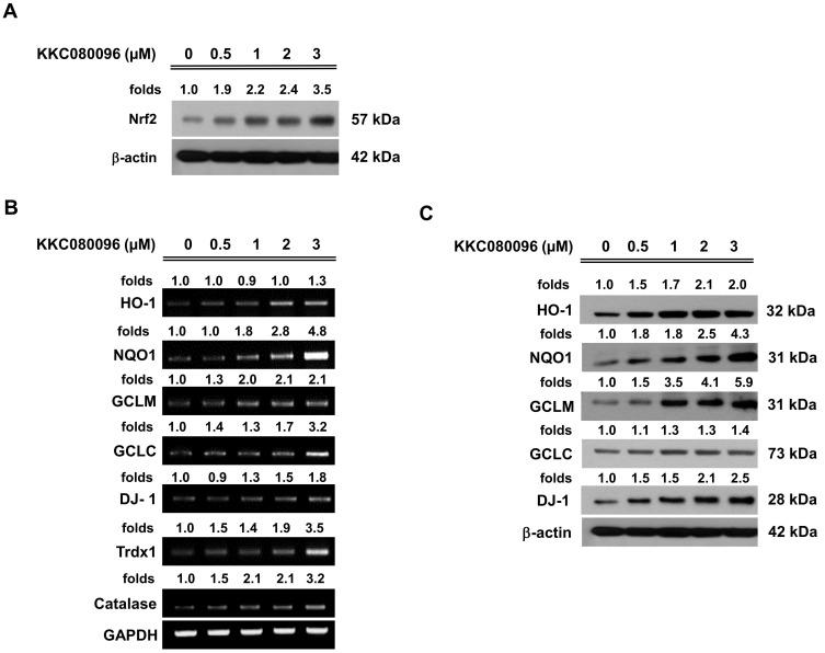 https://cdn.ncbi.nlm.nih.gov/pmc/blobs/45c7/8926863/3984e5306dfb/molce-45-3-134-f7.jpg