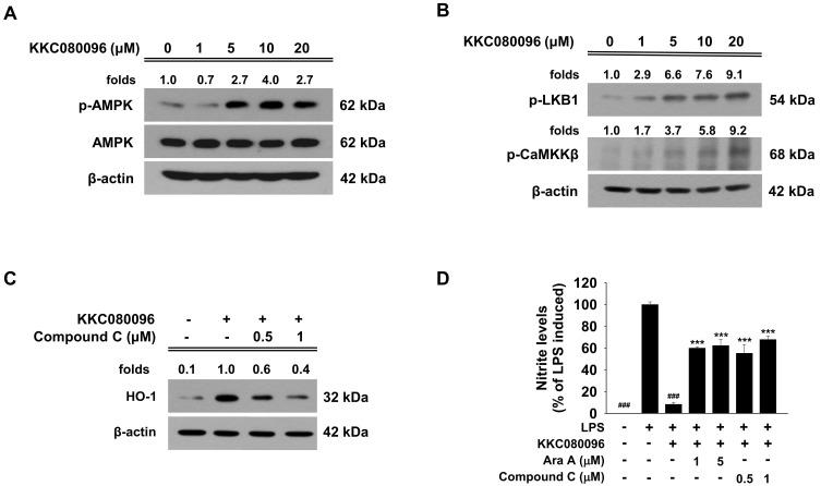 https://cdn.ncbi.nlm.nih.gov/pmc/blobs/45c7/8926863/9fca90958bee/molce-45-3-134-f5.jpg
