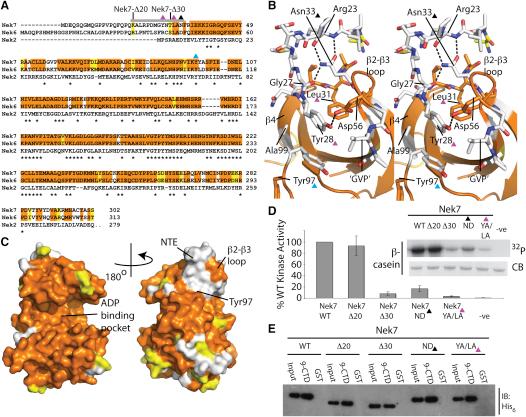 https://cdn.ncbi.nlm.nih.gov/pmc/blobs/45c8/2807034/98a5b90d79f3/gr6.jpg