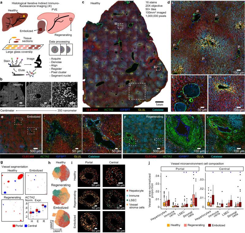 https://cdn.ncbi.nlm.nih.gov/pmc/blobs/45c9/11239663/06802202ceee/41467_2024_49236_Fig6_HTML.jpg