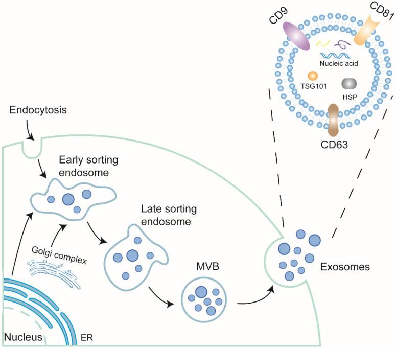 https://cdn.ncbi.nlm.nih.gov/pmc/blobs/45ca/8040474/f90068b880f9/ijbsv17p1328g001.jpg