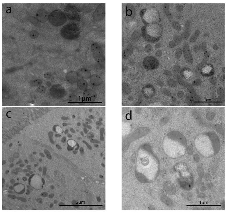 https://cdn.ncbi.nlm.nih.gov/pmc/blobs/45cb/8533783/08a3d3af49e4/cells-10-02593-g004a.jpg