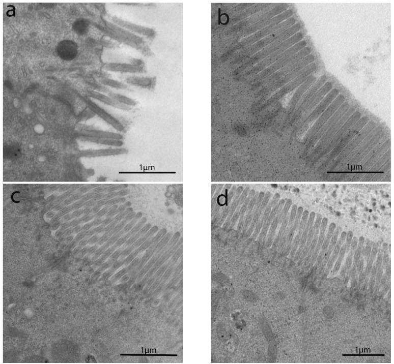 https://cdn.ncbi.nlm.nih.gov/pmc/blobs/45cb/8533783/663dfbd7ba55/cells-10-02593-g002a.jpg