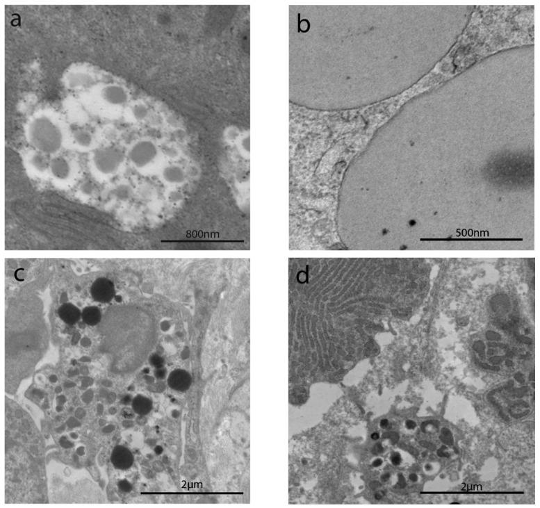 https://cdn.ncbi.nlm.nih.gov/pmc/blobs/45cb/8533783/b8c95439900f/cells-10-02593-g006.jpg