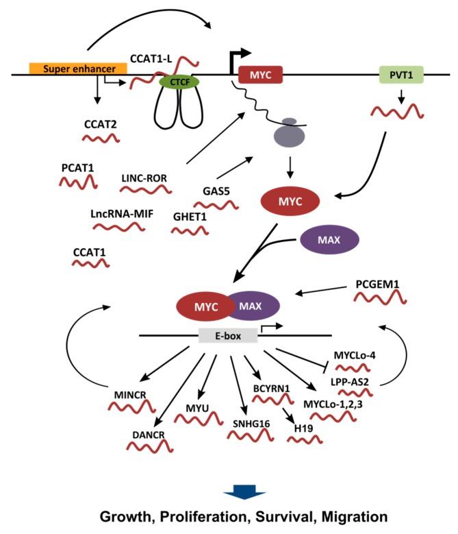 https://cdn.ncbi.nlm.nih.gov/pmc/blobs/45d0/5535987/e09580e2fdb6/ijms-18-01497-g001.jpg