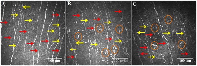 https://cdn.ncbi.nlm.nih.gov/pmc/blobs/45d2/8915697/99fdad18c0ea/fpain-02-725363-g0003.jpg