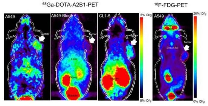 https://cdn.ncbi.nlm.nih.gov/pmc/blobs/45d4/7915670/1d6777366b5b/ijms-22-01631-g004.jpg