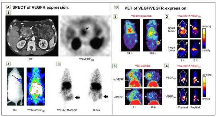 https://cdn.ncbi.nlm.nih.gov/pmc/blobs/45d4/7915670/66ec4898dbca/ijms-22-01631-g007.jpg