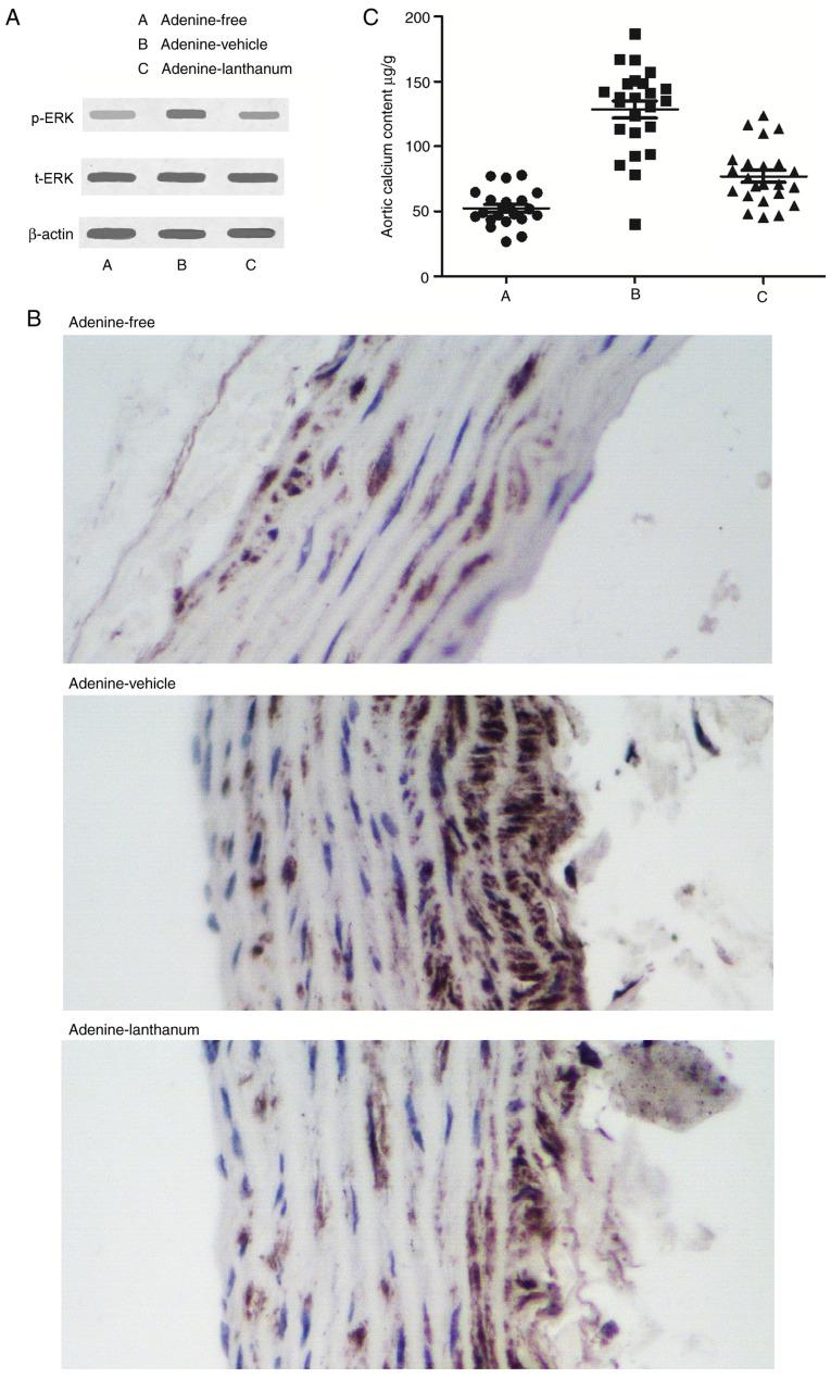 https://cdn.ncbi.nlm.nih.gov/pmc/blobs/45d6/7521475/463c6575e601/IJMM-46-05-1783-g03.jpg