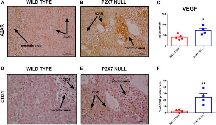 https://cdn.ncbi.nlm.nih.gov/pmc/blobs/45d6/9159855/0f7198a57697/fcell-10-876510-g003.jpg
