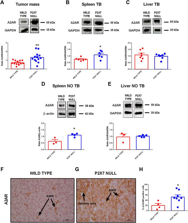https://cdn.ncbi.nlm.nih.gov/pmc/blobs/45d6/9159855/aca06a3c98c2/fcell-10-876510-g002.jpg