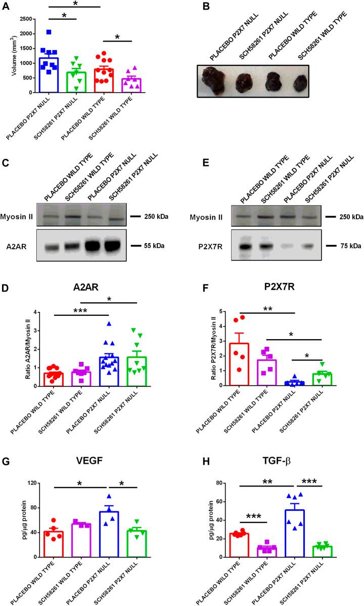 https://cdn.ncbi.nlm.nih.gov/pmc/blobs/45d6/9159855/dfe054a32f86/fcell-10-876510-g004.jpg